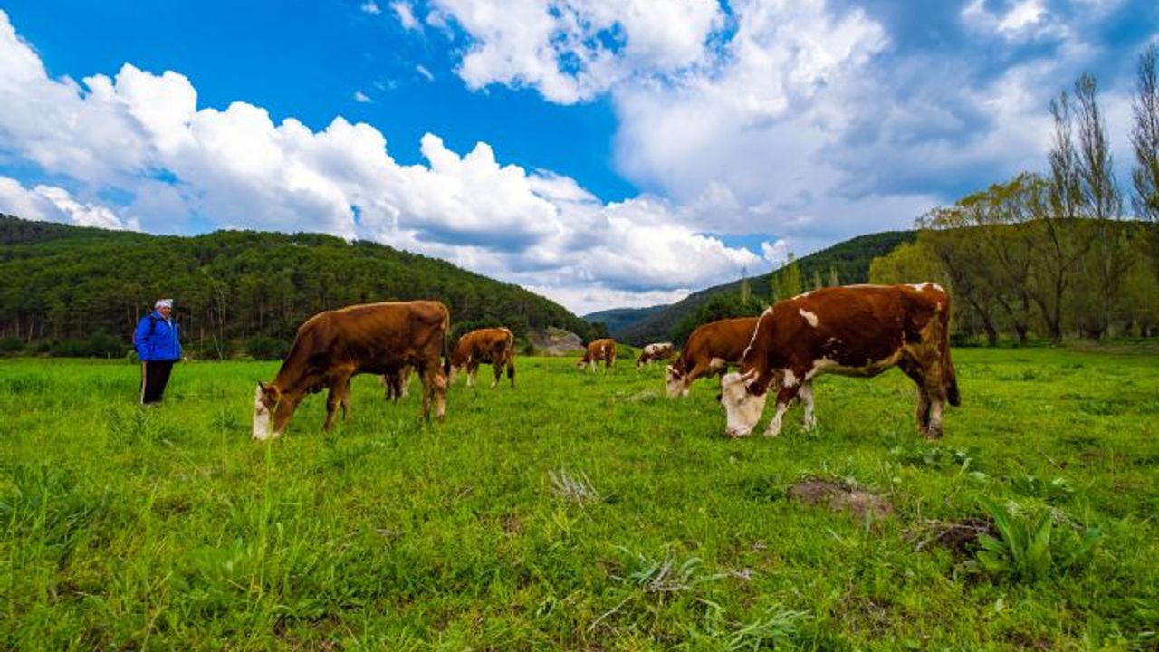 Yozgat yağışlarla birlikte yeşile büründü
