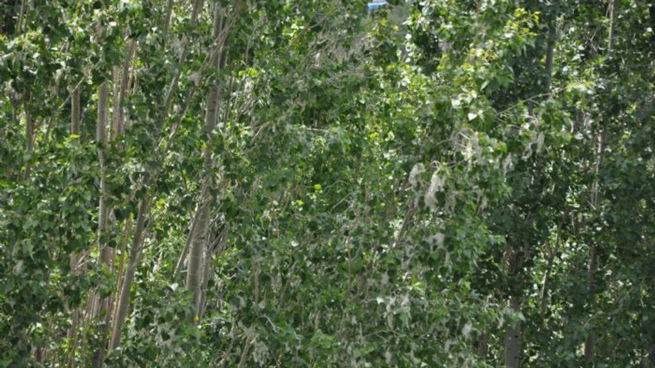 Kars'ta polenli ağaçlar vatandaşları rahatsız ediyor