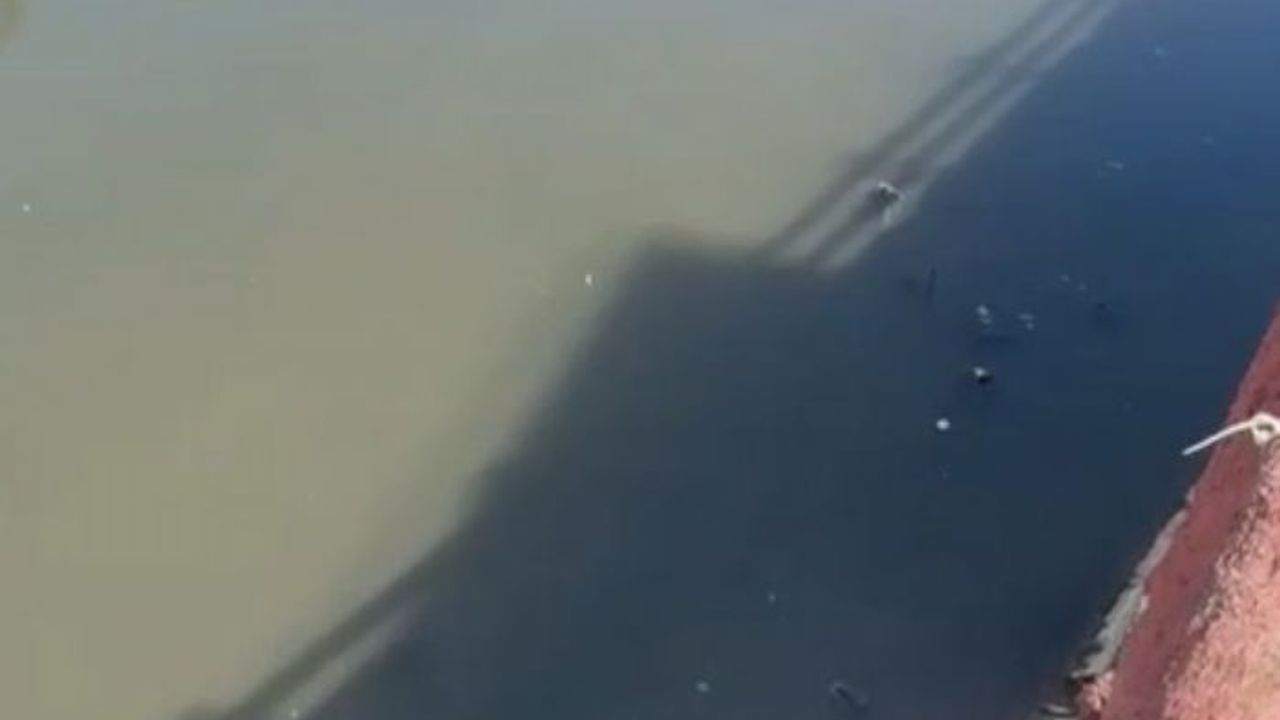 Yeşilırmak'ta balıkların ardından ördek ve kaz ölümleri görülmeye başlandı