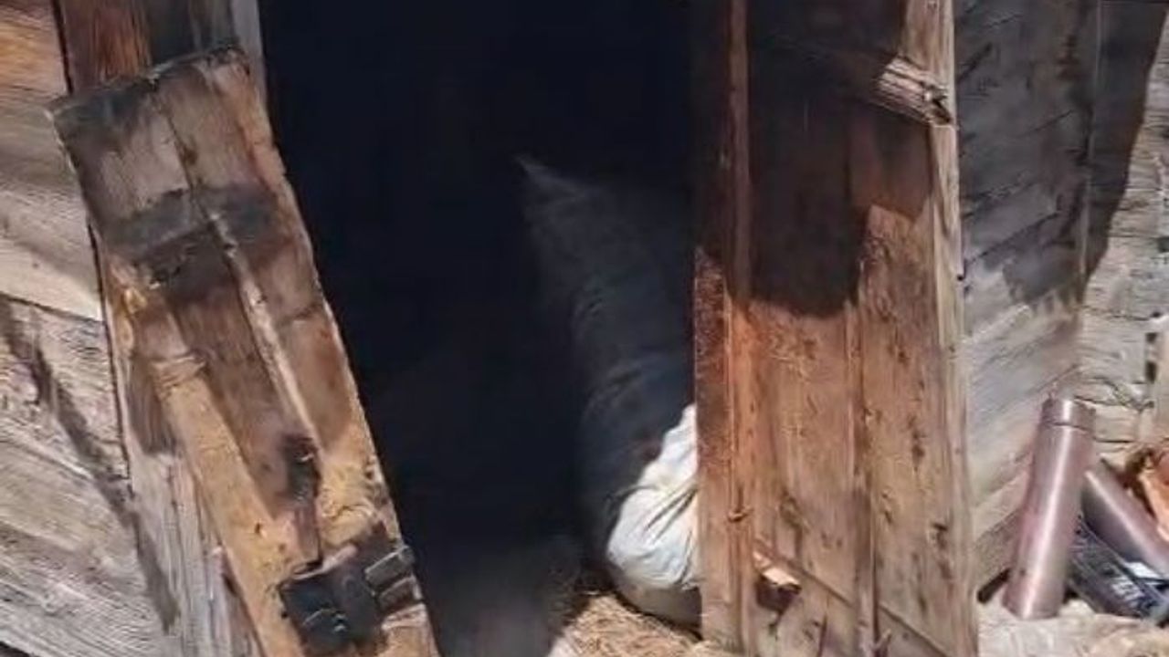 Rize'de kış uykusundan uyanan ayılar 30 eve zarar verdi