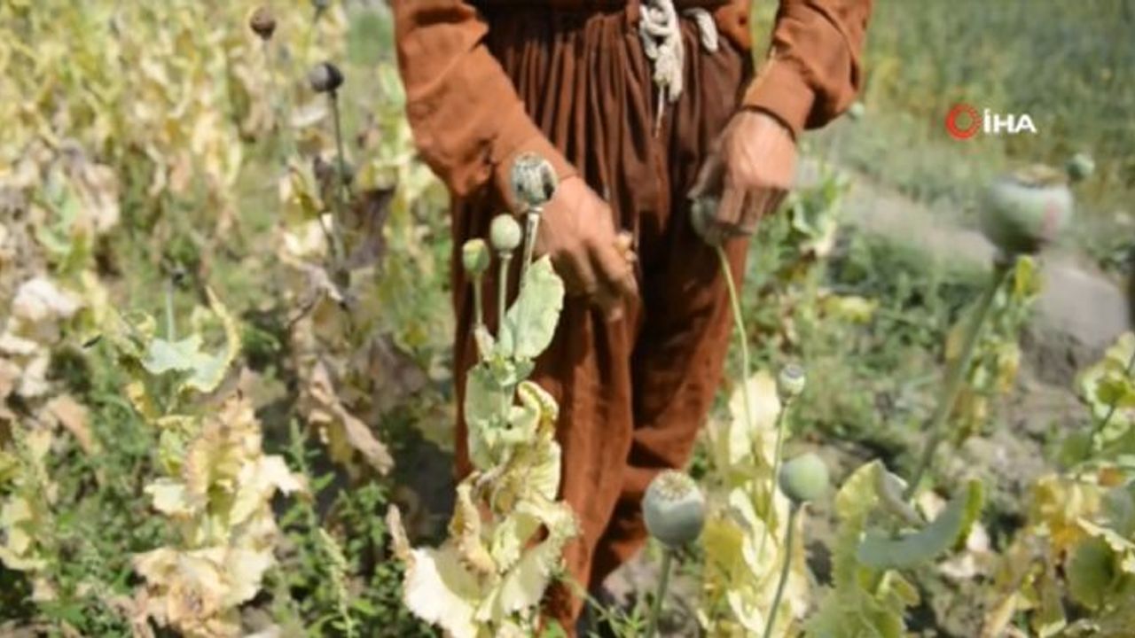 Afganistan'da uyuşturucu ekimi ve üretimi neredeyse sıfıra indi