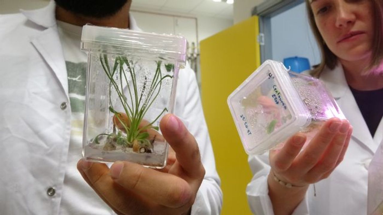 Nesli tükenmekte olan bitkiler laboratuvarda yaşatılıyor