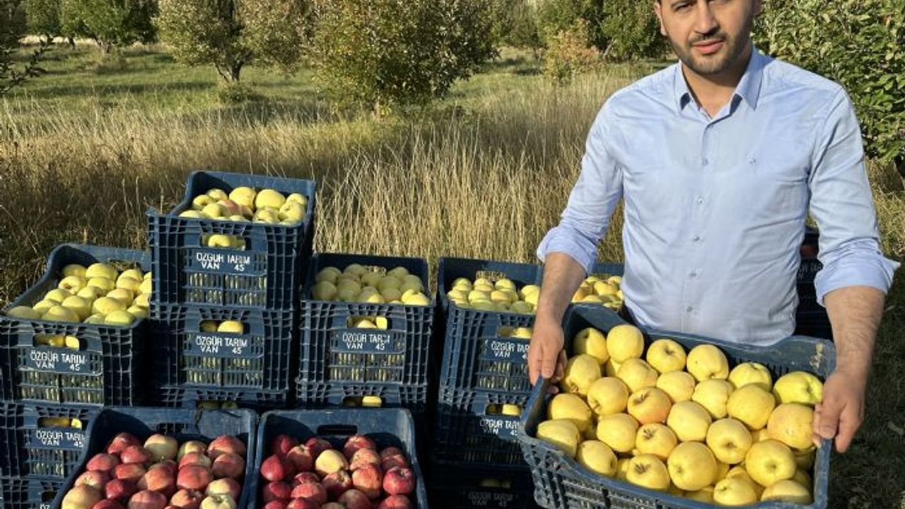 İran sınırında elma hasadına başlandı