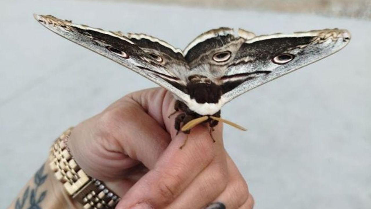 Dev kelebek, fabrikada çalışan kadının eline kondu