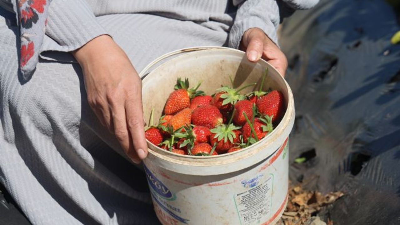 Hatay Valisi Masatlı: "Bu sene çilekten 9 bin 300 ton rekolte bekliyoruz"