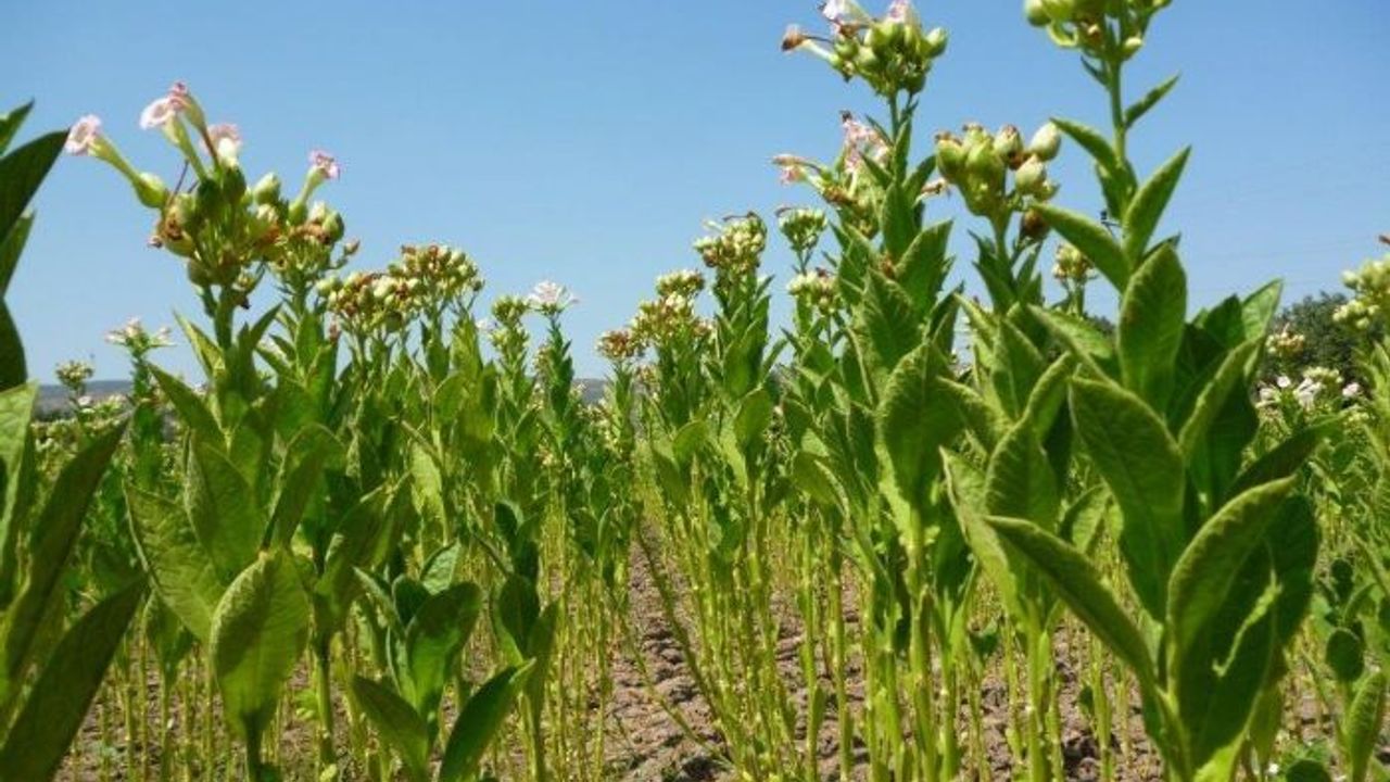 Tabipler Birliği: Tütün Ekilen Verimli Toprakları Gıda Üretimi İçin Kullanalım'