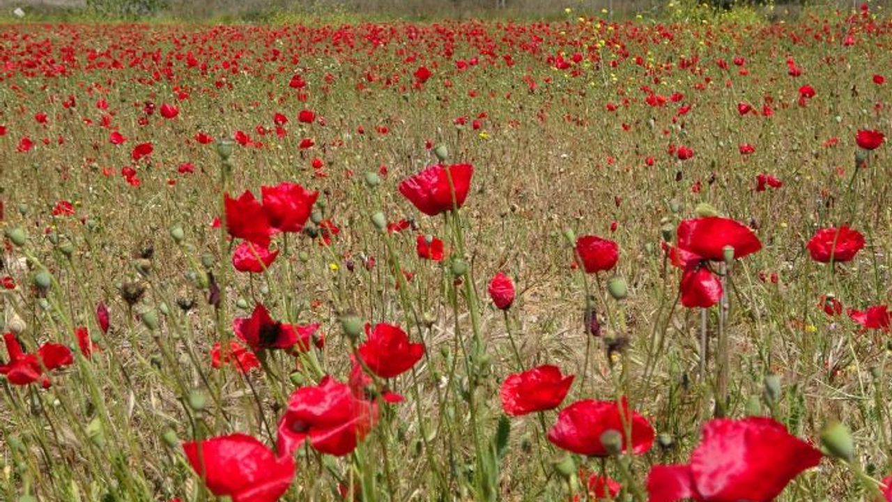 Mersin'de 'Gelincik' ile kaplanan tarla göz kamaştırdı
