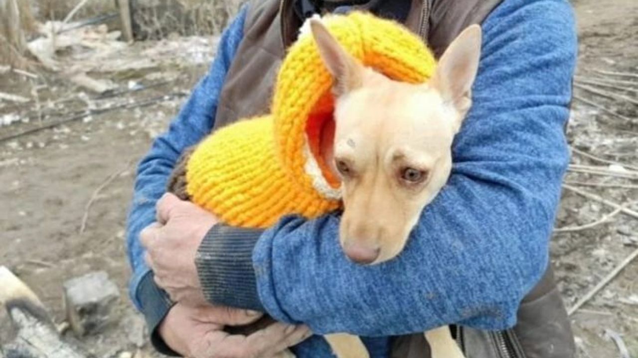Köpeğinin yerini söyleyene 100 bin TL ödül verecek