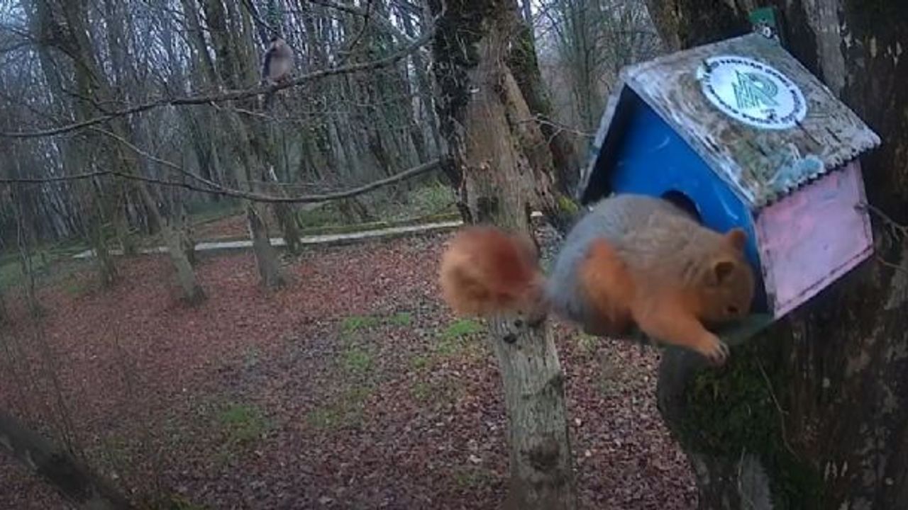 Doğa Koruma'dan İlham Veren Paylaşım