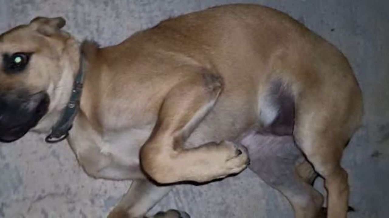 Yardımına balıkçılar köpek koştu