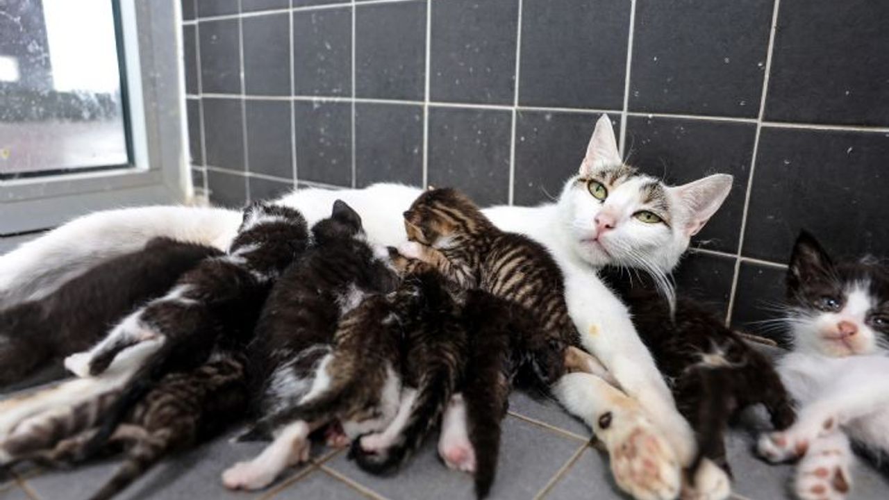 Engelli hayvanlar için 'yuva' çağrısı