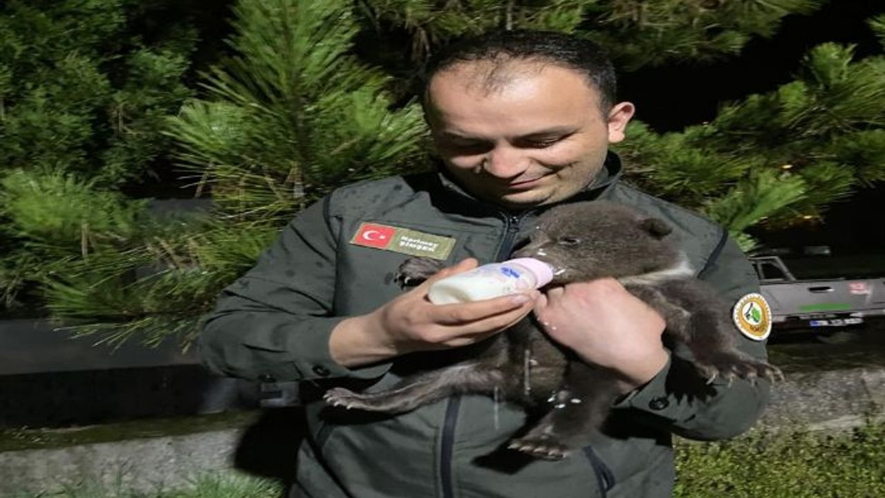 Karabük'te ormanda bulunan yavru bozayı koruma altına alındı