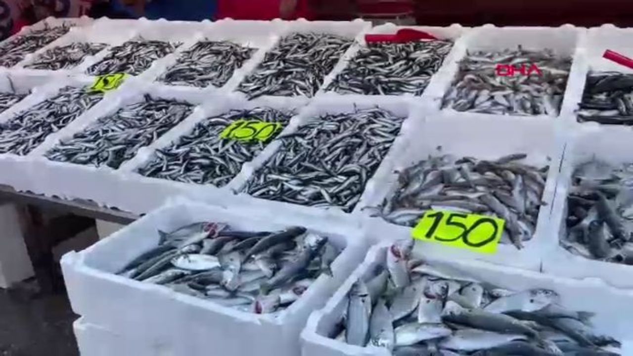 Hamsinin kilosu 150 liraya düştü