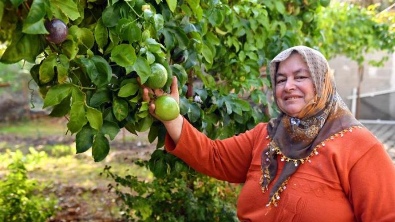 Anamurlu passiflora üreticileri hasat yaptı