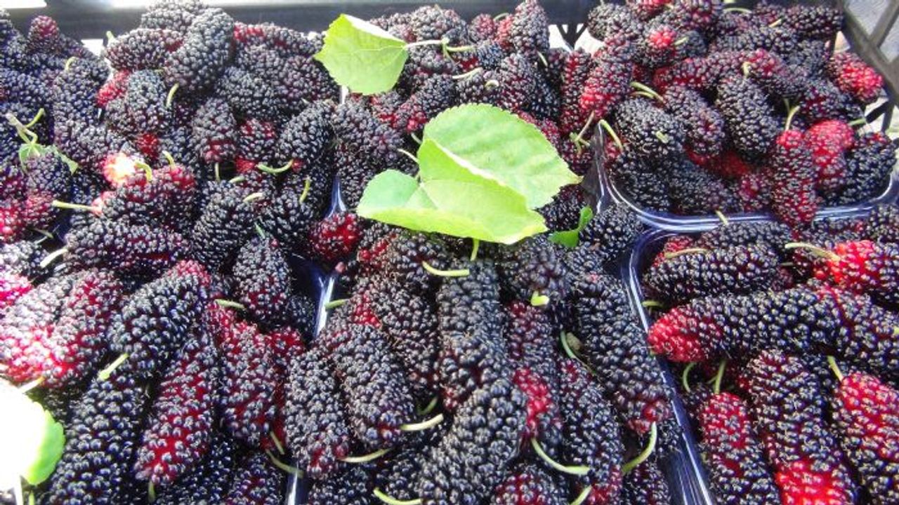 Turfanda yetişen karadutun yüzde 70'i ihraç ediliyor