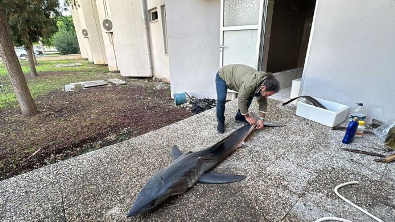 Mersin'de karaya köpek balığı vurdu