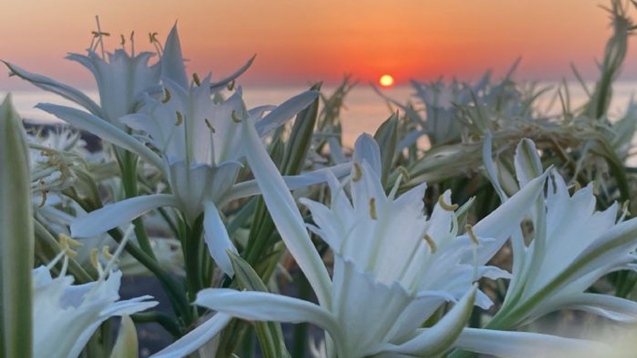Bu çiçeği koparmanın cezası çok büyük