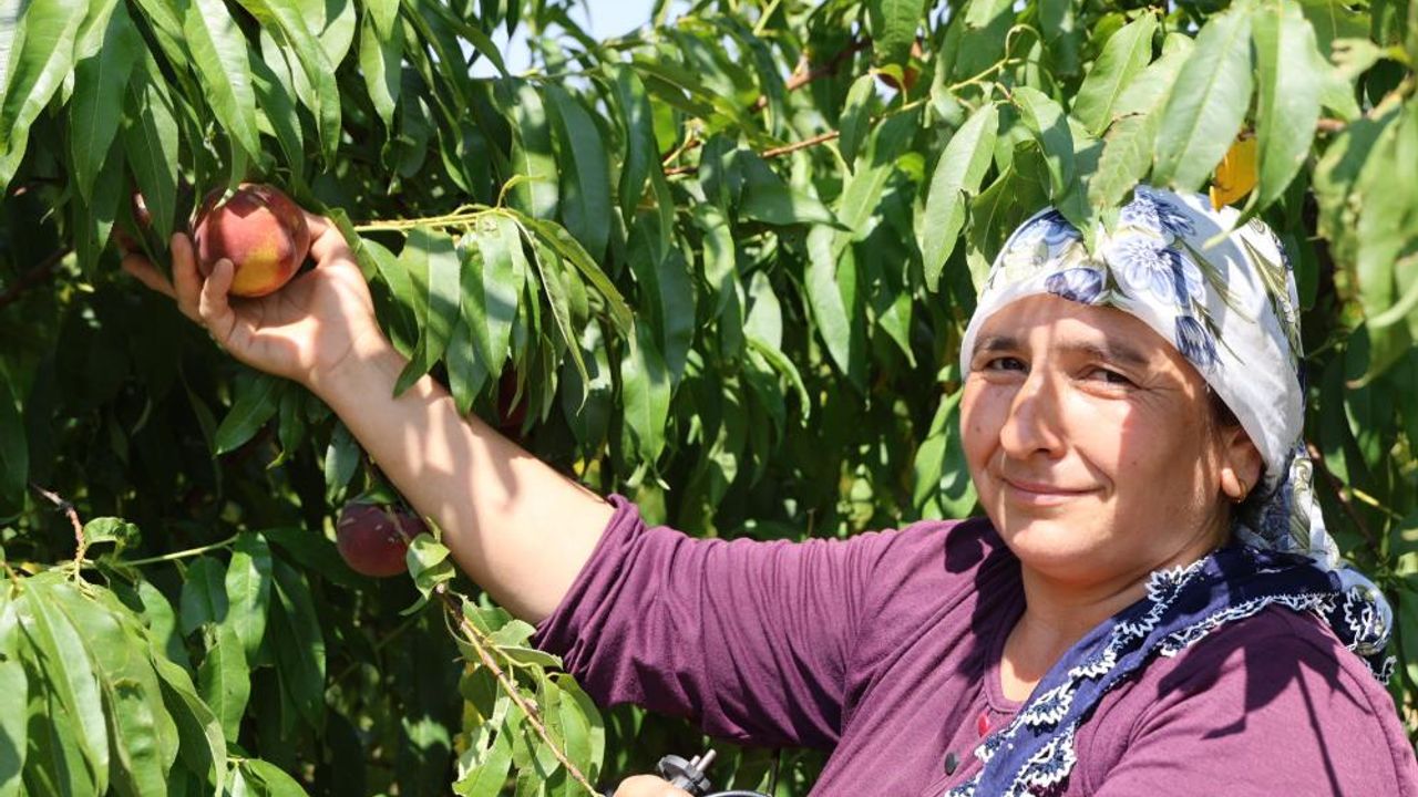 Şeftali Hasadı Mutsuz Başladı... Don Ürünleri Vurdu