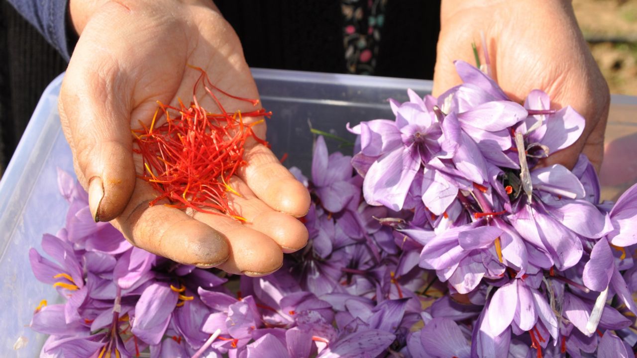 ‘Kırmızı Altın’ın Gramı 500 TL: Safranın Hasadı Başladı
