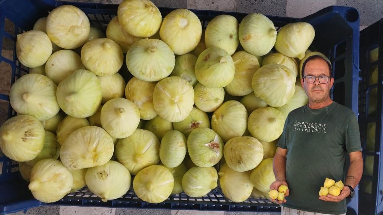 Mersin’de İncir Bereketi: Üretici Bu Yıl da Kazandı