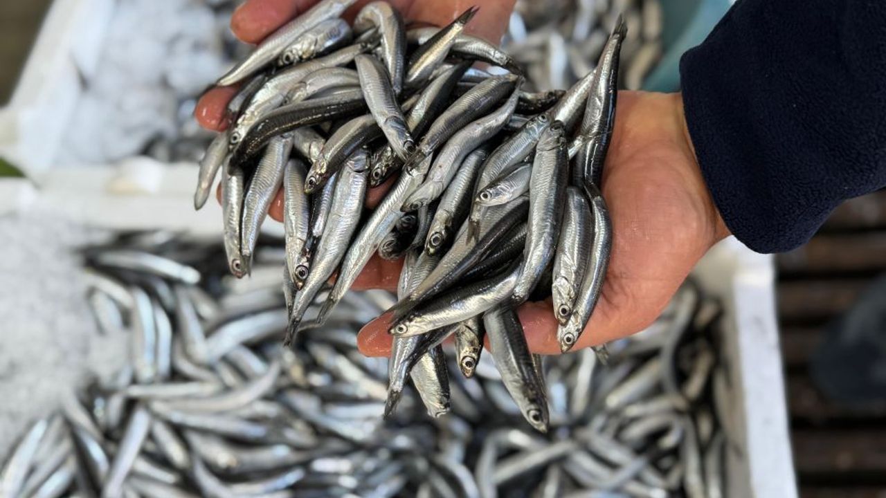 Karadeniz'de aşırı avcılık nedeniyle hamsi boyu küçüldü