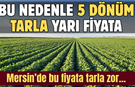 Mersin'de yarı fiyata 5 dönüm tarla: İlk başvuranlar alacak