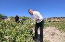 Silifke’de Bağ Bozumu Etkinliği Gerçekleştirildi
