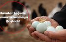 Hava Soğudu, Yumurta Isınmaya Başladı