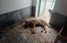 Sokak Hayvanları Bakımevinde istenmeyen görüntüler