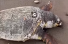 Mezitli sahilinde ölü caretta caretta bulundu