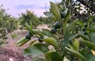 Mersinli üreticinin kısır döngü isyanı: “Bakım yapamazsak üretim zorlaşacak”