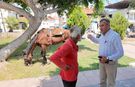 Mersin’de bitkin düşen atın yeni yuvası Antalya oldu