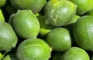 Erdemli'de limon üreticisinin gözü piyasada