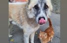 Kedi köpek gibi” sözüne Bonnie ile Kınalı’dan cevap