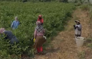 Patlıcan tarlasında mesaiye müzik arası