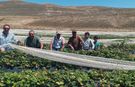 Silifke’de bin 850 metrede çilek denemesi