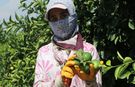 Mayer limonunda hasat var, pazar yok