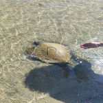 Sahilde ölü caretta caretta bulundu