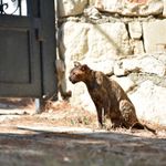 Alevlerin arasında kalan kedi 'Luna', tedaviye alındı