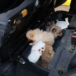 Arka koltuğun altından 5 Pomeranian çıktı