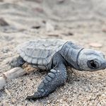 Akdeniz'in minik misafirleri denizle buluşuyor
