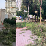 Tarsus Kültür Park'ta fırtına ağacı devirdi