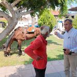 Mersin’de bitkin düşen atın yeni yuvası Antalya oldu
