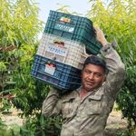 Mersinli üretici şeftali sezonuna ümitsiz girdi