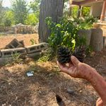 Kozalakları topluyor, dekorasyona kazandırıyor