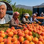 Tepeköy’de şeftali üreticisi maliyetin altında kaldı