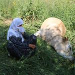Uçuruma düşen inekleri ölen 7 çocuklu aileye, 2 inek ve 2 buzağı hibe edildi