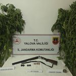 Yalova’da evlerinin bahçesine kenevir eken 2 şüpheli gözaltına alındı