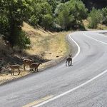 "Yaban keçileri sosyal yaşamın bir parçası olmuş"