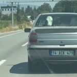 Otomobilin arka koltuğunda buzağı taşıdılar